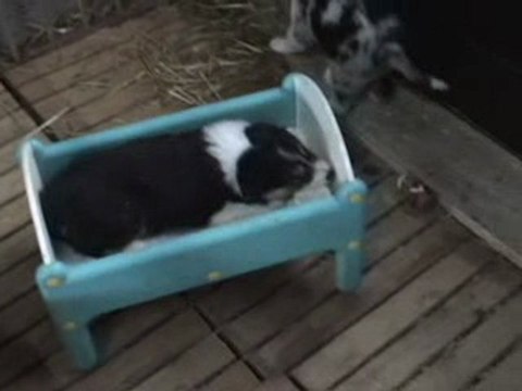 chiots arc en ciel nés le 10 décembre 2009