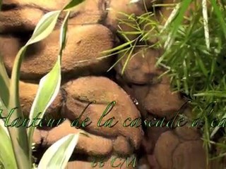 mur végétal, cascade d'eau