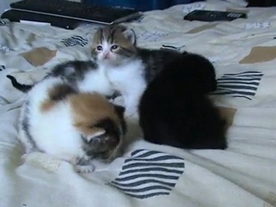 chatons 3