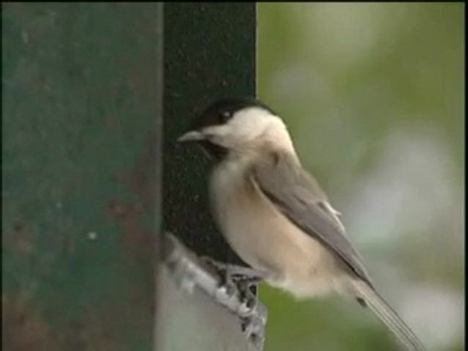 Nourrir les Oiseaux en hiver les conseils d'Oiseaux Nature