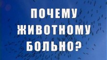 Почему животному больно?