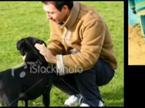 Pet boarding kennels