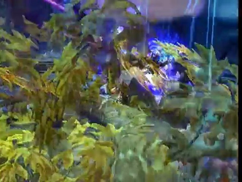 Vidéo test combat ICC