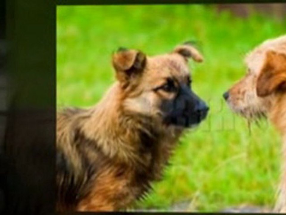 Dog boarding training