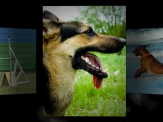 Boarding kennels for dogs