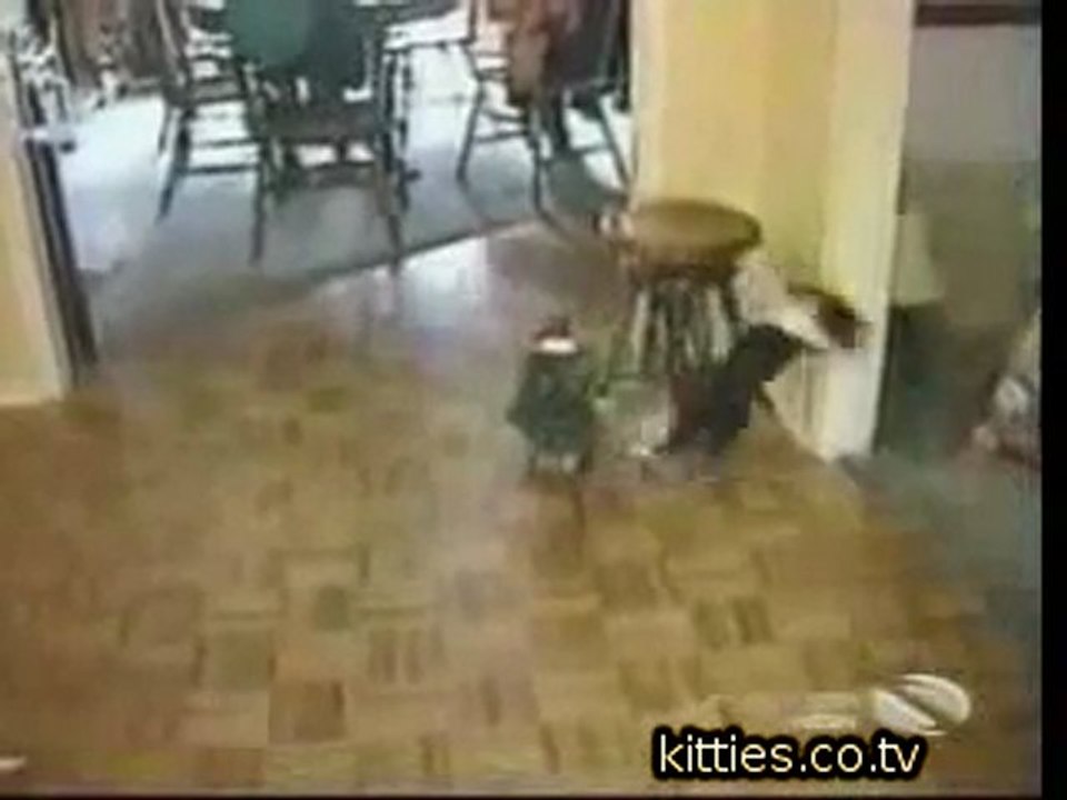 FUNNIEST KITTIES funny cat kuso video