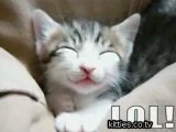 FUNNIEST KITTIES Very Funny Cats 19
