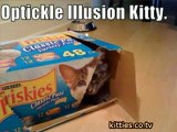 FUNNIEST KITTIES Very Funny Cats 41
