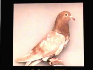 Pigeon Pals Racing Club Daily Results 188