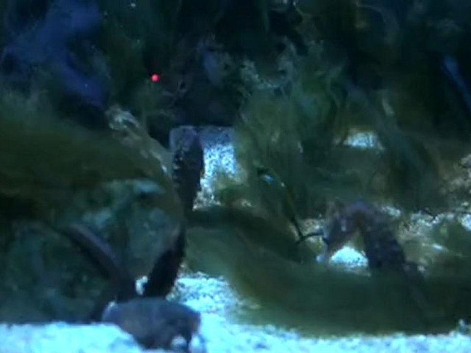 Aquarium biarritz 3