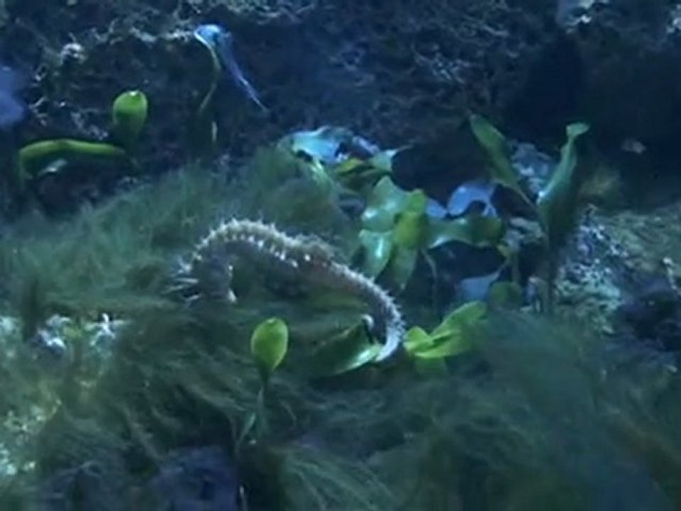 Aquarium biarritz 5