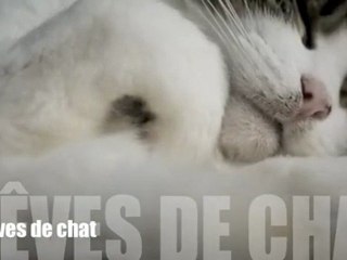 Rêves de chat
