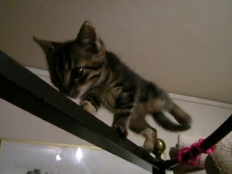 Lion { 11 } Fait l'acrobate