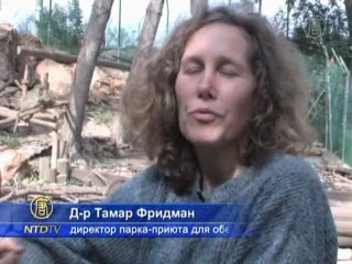 Пострадавшие от насилия обезьяны проходят реабилитацию