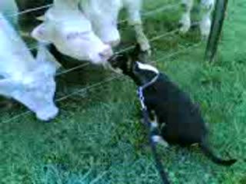 avec ses copines les vaches