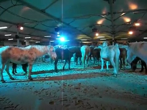 cheval passion 2010 camargue