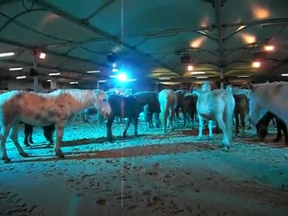 cheval passion 2010 camargue