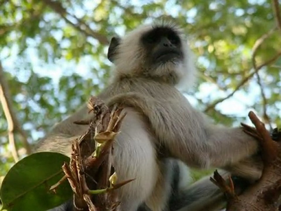 animaux chandernagor