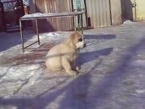 Сен Сао Зевс 3 мес.