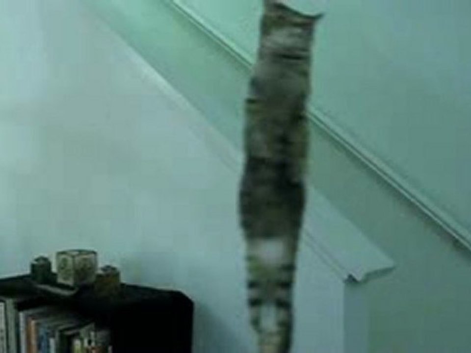 Il gatto volante in loop