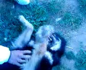 algerie humour de boghni kaci et mouloud