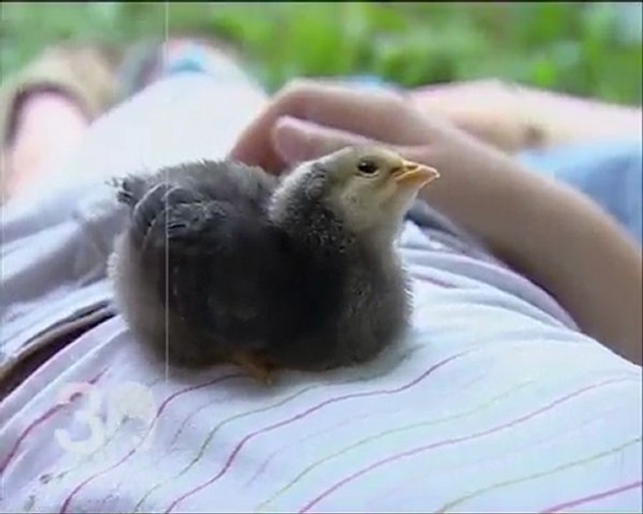 FR2 30 MILLIONS D'AMIS Eté 2006