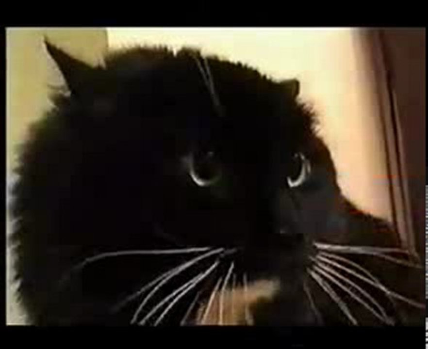 YouTube Talking Cat Oh Long Johnson XD video Dailymotion