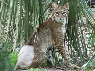2010 Update - BELLONA the BOBCAT