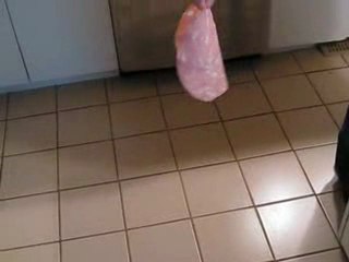 Chien Teckel engloutissant une mortadelle