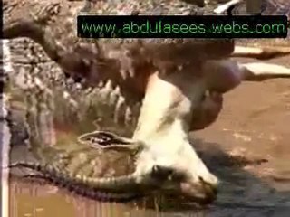 Animals Videos [from www.metacafe.com]