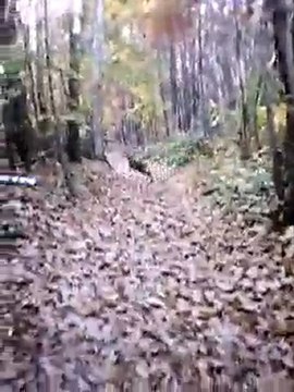 battue chevreuil sanglier 4