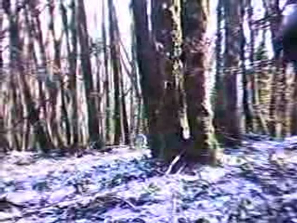 battue chevreuil sanglier 5