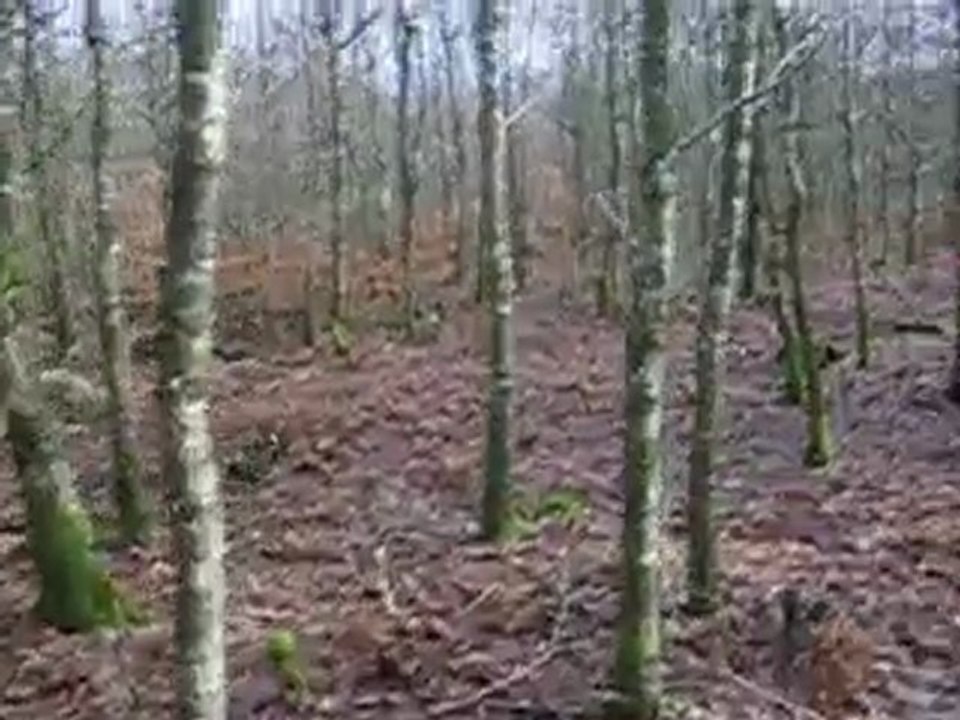 Chasse en ECOUVES sur biches  au carrefour du diable