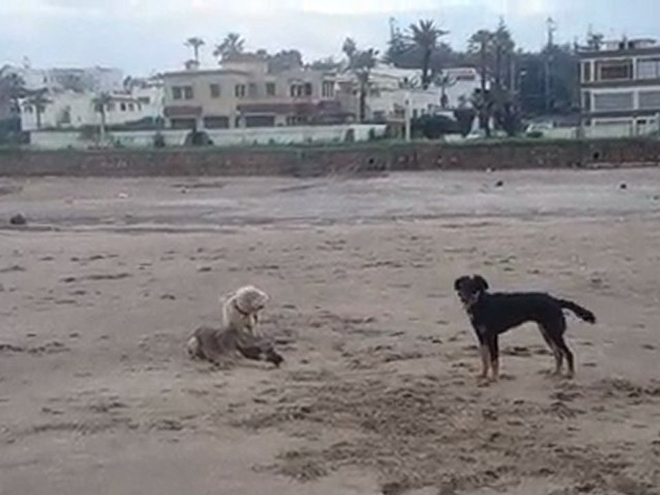 Lulu ... champion de Catch