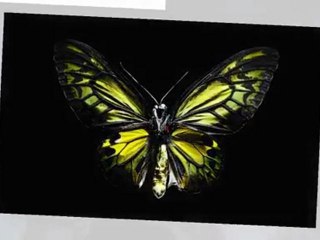 Kelebeklerdeki muhteşem yaratılış