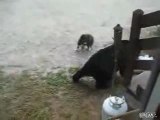 Un chat attaque un Ours [fun]