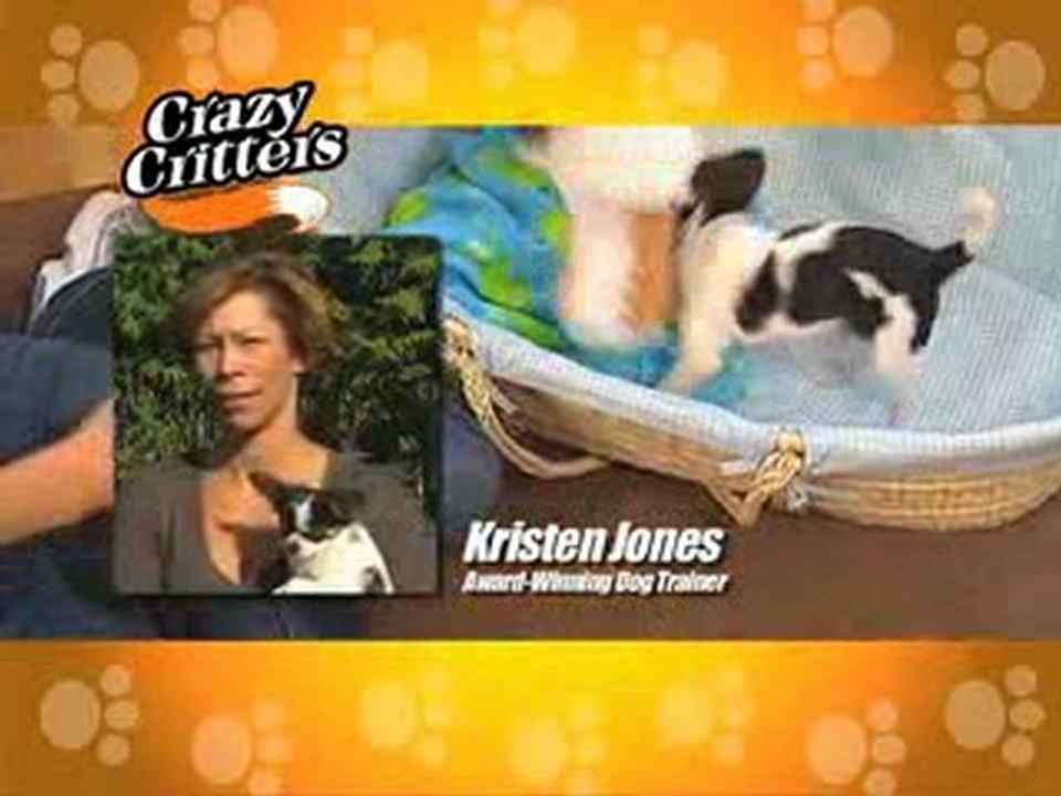 Crazy Critters