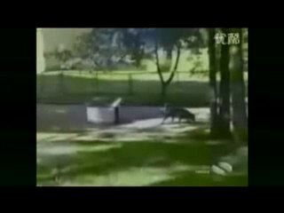 INA personal assistant animal humor 1