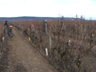 Taille à saint Nicolas de Bourgueil