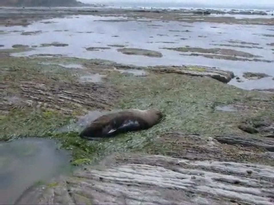 Bibi phoque, le roi des otaries