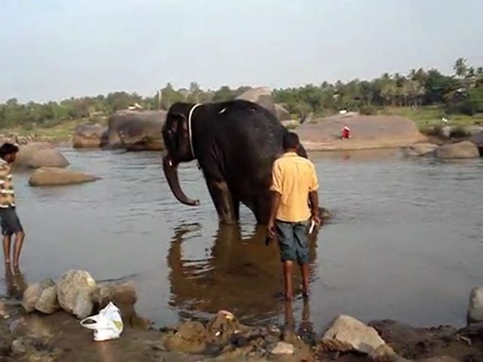 Elephant shower