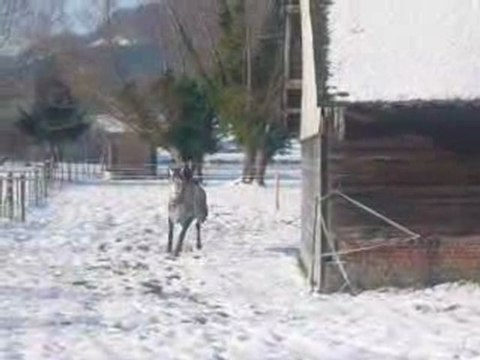 Arlequim, Lusitanien de 5 ans à vendre