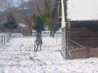 Arlequim, Lusitanien de 5 ans à vendre