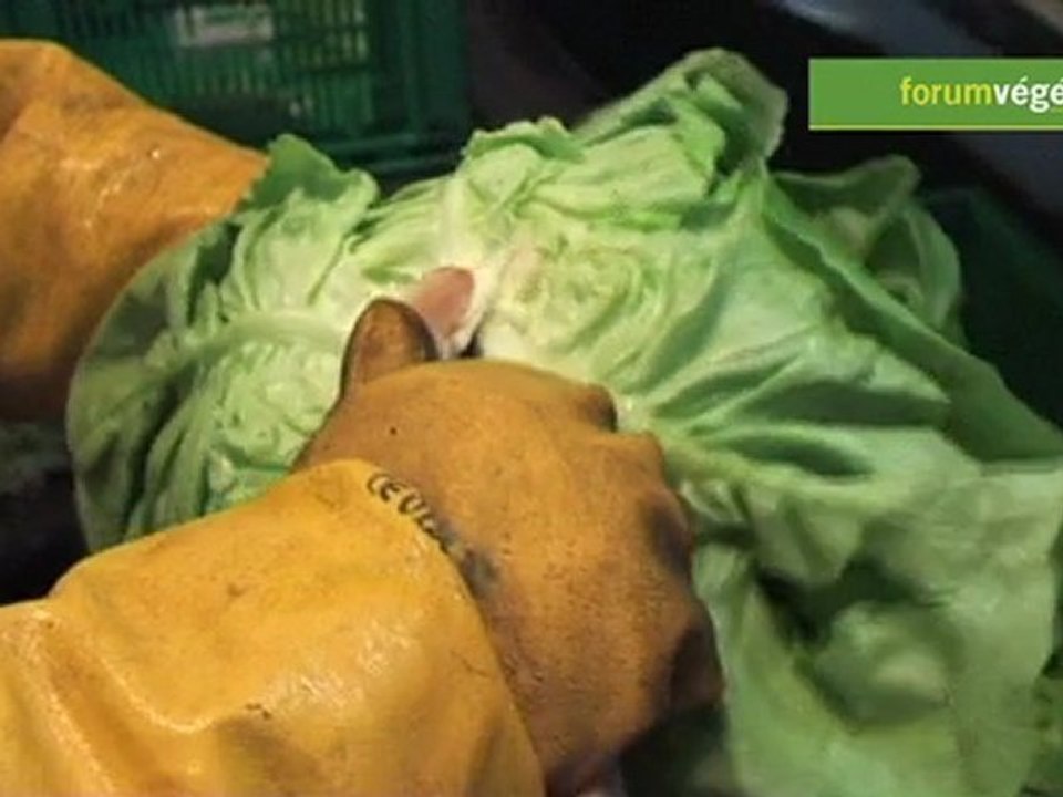 Parcours d'une salade d'hiver, de la semence au rayon