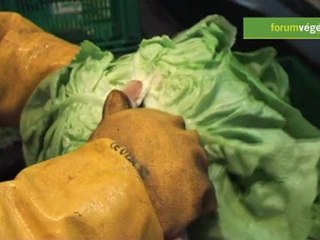 Parcours d'une salade d'hiver, de la semence au rayon