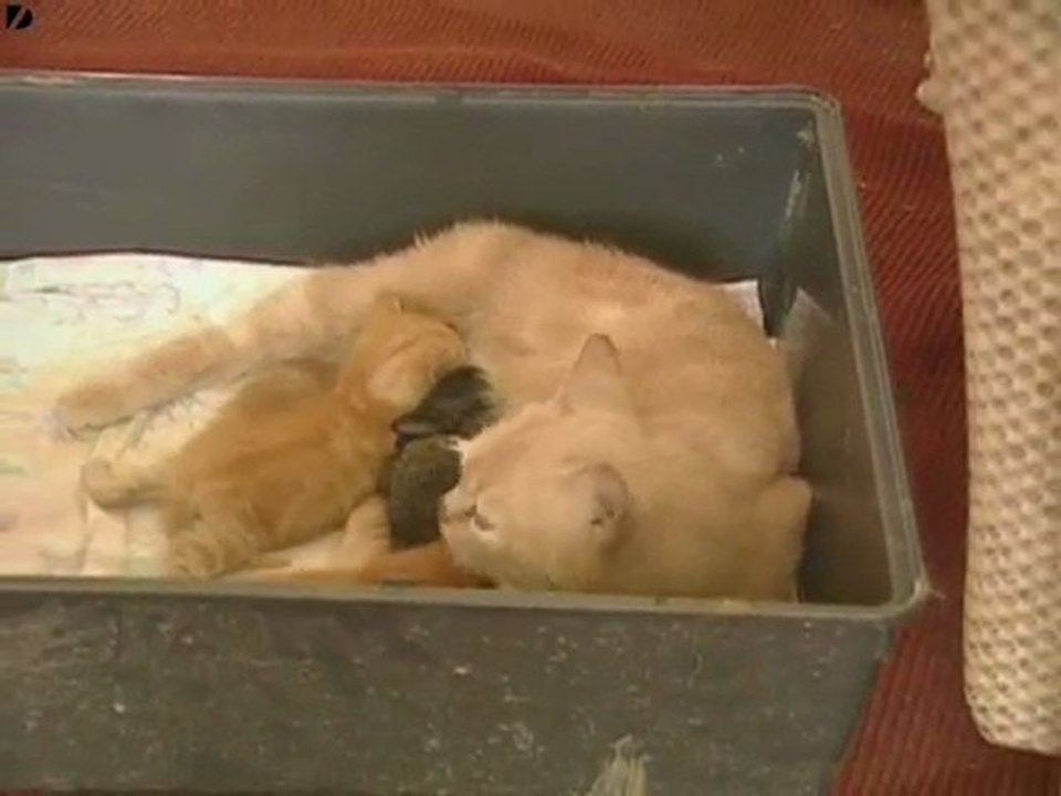 pour l'amour d'une bete