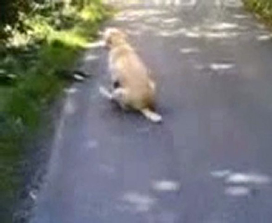 Cane cammina a due zampe