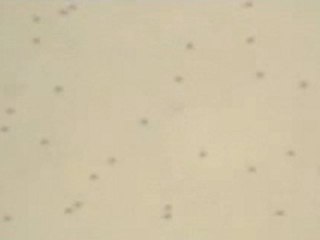 Caspian brown trout sperm motility-cortland solution