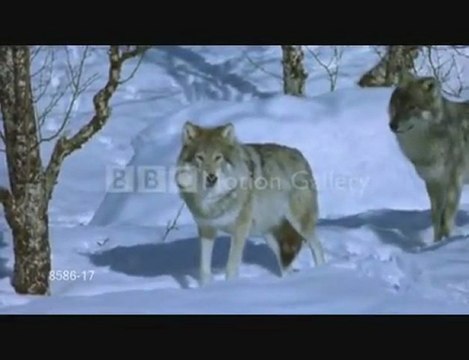 Lost In You Wolves and Coyotes