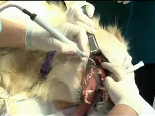 Essential Guide to Pet Dental Health 🦷: Tips for a Brighter, Healthier Smile